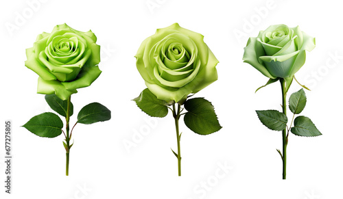 Fototapeta Naklejka Na Ścianę i Meble -  Set of green rose flowers isolated on transparent background 