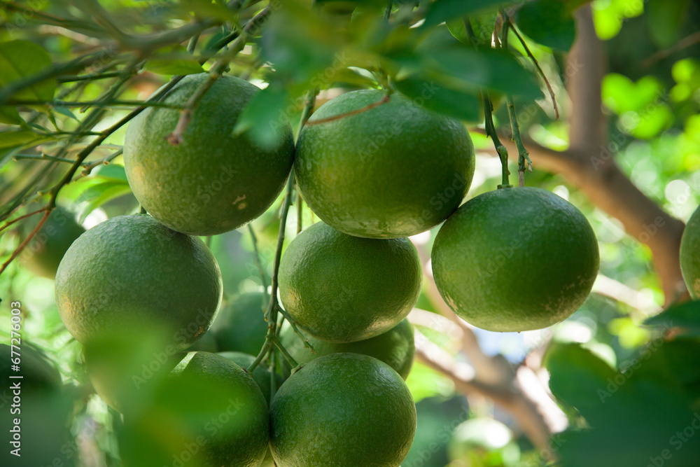 unripe green oranges on the tree