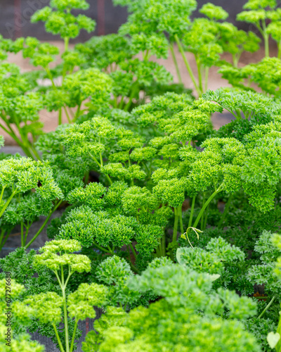 Curly parsley plants (Petroselinum crispum) grown in a greenhouse ready to harvest