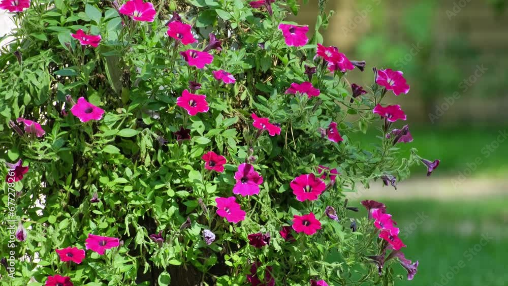 Petunia flower in pot. Beautiful pink summer flowers. Blooming petunia flowers in the garden, outdoors Petunia flower in pot. Beautiful pink summer flowers. Blooming petunia flowers in the garden, outdoors