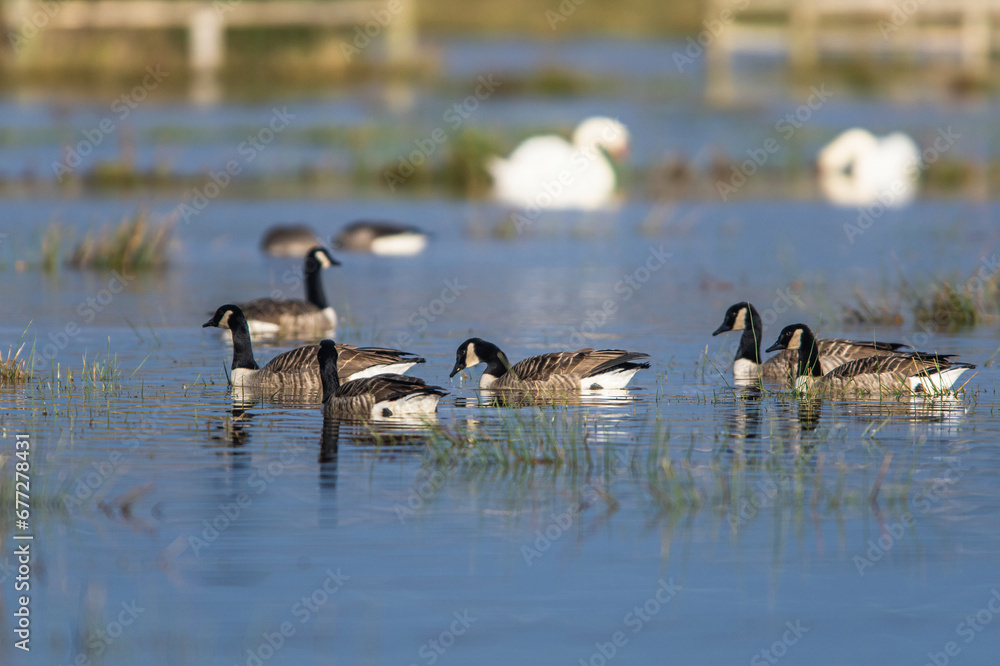 Canada Goose, Branta canadensis birds on Marshes at winter time Canada Goose, Branta canadensis birds on Marshes at winter time