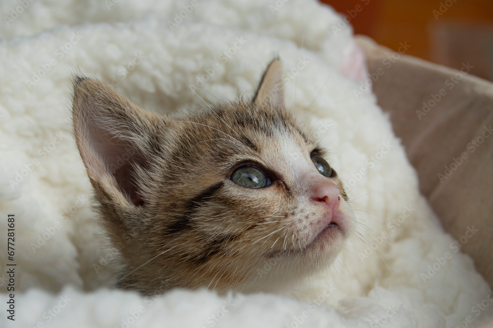 Close up of a kitten. 