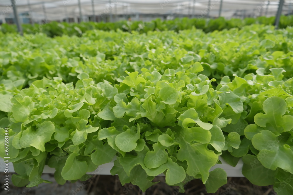 lettuce growing in a greenhouse lettuce growing in a greenhouse