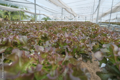 plants in greenhouse