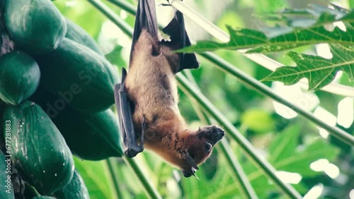 bats hanging in the tree