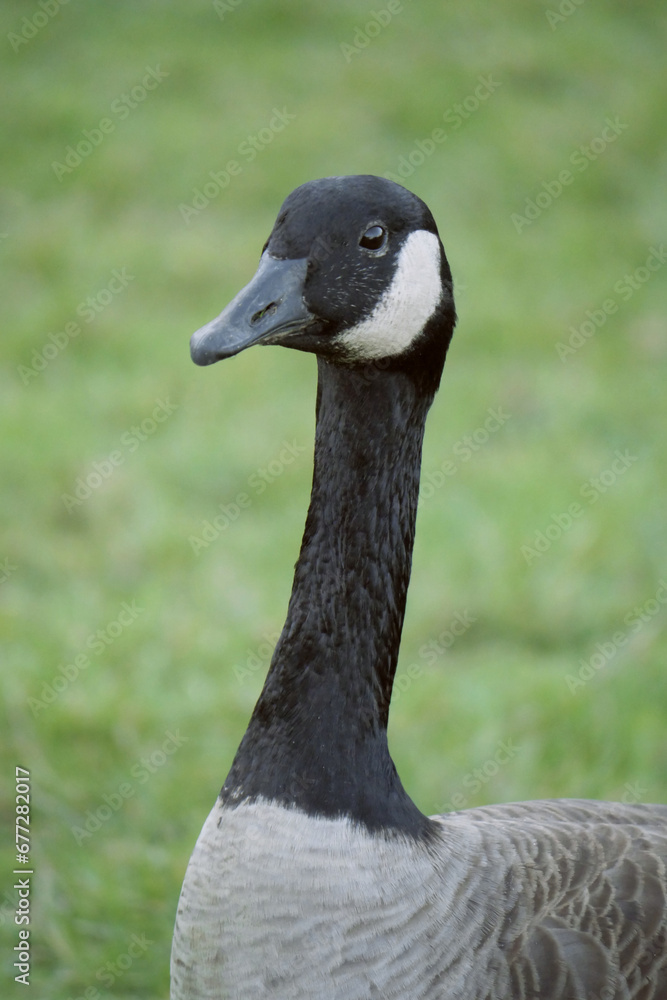 Close-up of a Canadian goose at Stanley Park in Vancouver, British Columbia, Canada Close-up of a Canadian goose at Stanley Park in Vancouver, British Columbia, Canada