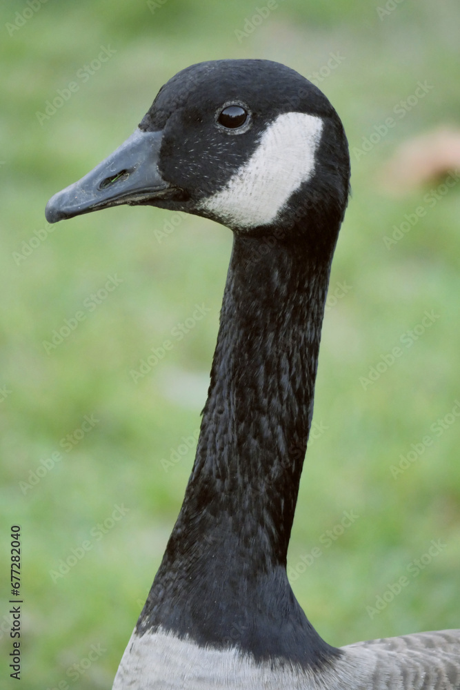 Close-up of a Canadian goose at Stanley Park in Vancouver, British Columbia, Canada Close-up of a Canadian goose at Stanley Park in Vancouver, British Columbia, Canada