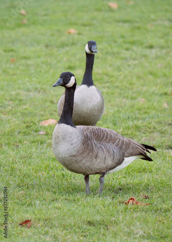 Canadian geese at Stanley Park in Vancouver, British Columbia, Canada