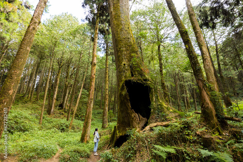 Woman visit the Alishan forest boasts massive ancient trees in alishan national forest recreation area photo