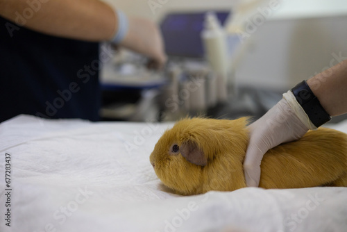 A doctor gently holds a cute guinea pig on an ultrasound table. A rodent guinea pig sitting on a table is worried, waiting for an examination. The assistant calms the guinea pig by stroking it.