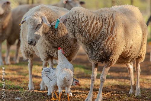 Ovejas y corderos y gallina en campo