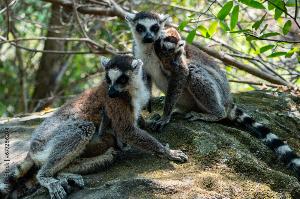 Obraz premium Ring-tailed lemurs in Madagascar