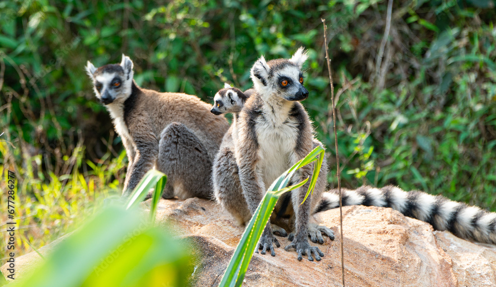 Ring-tailed lemurs in Madagascar Ring-tailed lemurs in Madagascar