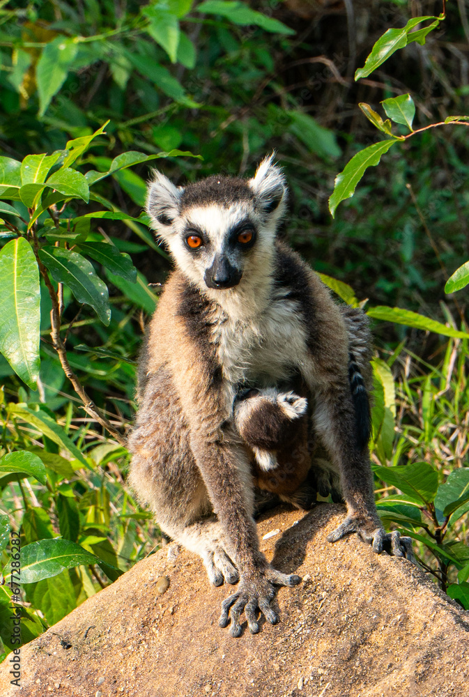 Obraz premium Ring-tailed lemurs in Madagascar