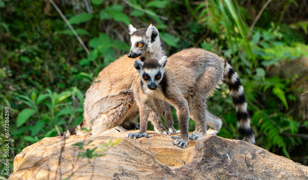 Fototapeta premium Ring-tailed lemurs in Madagascar
