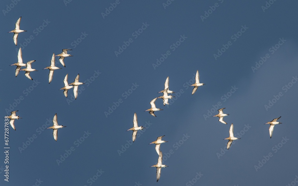 Fototapeta premium Black-tailed Godwit, Limosa limosa, birds in flight over Marshes at winter time