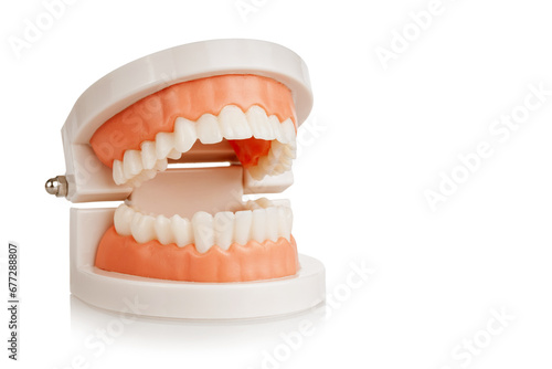 artificial jaw with teeth, teeth cleaning training, prevention of dental diseases, dentist examination, isolated on white background