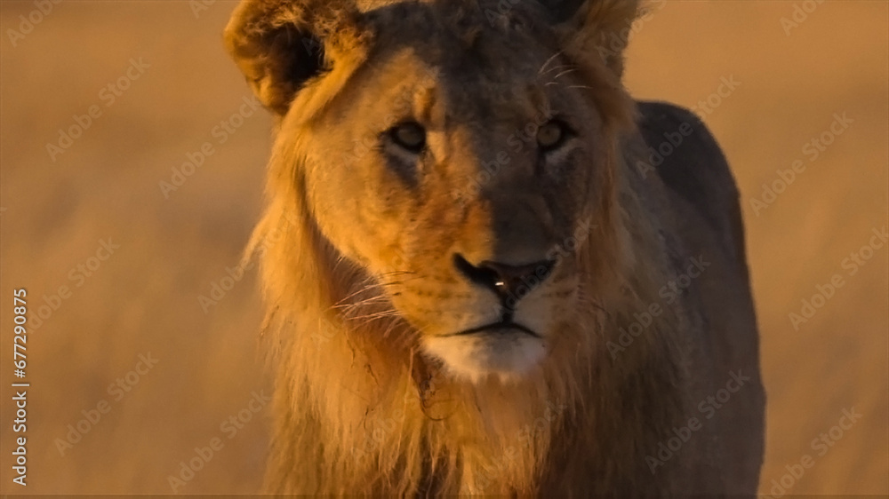 Fototapeta premium lion in the grass