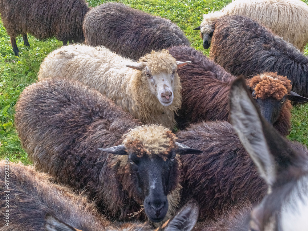 Fototapeta premium Sheep flock