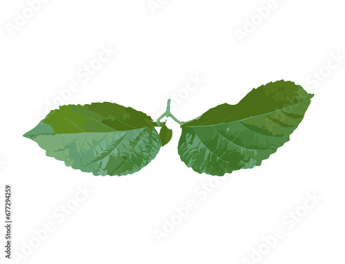 green leaves of mint isolated