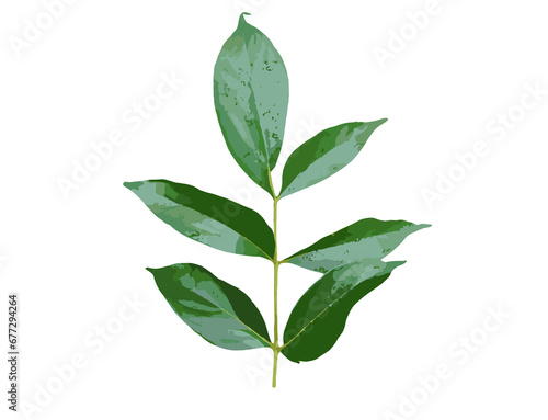 leaves isolated on white background