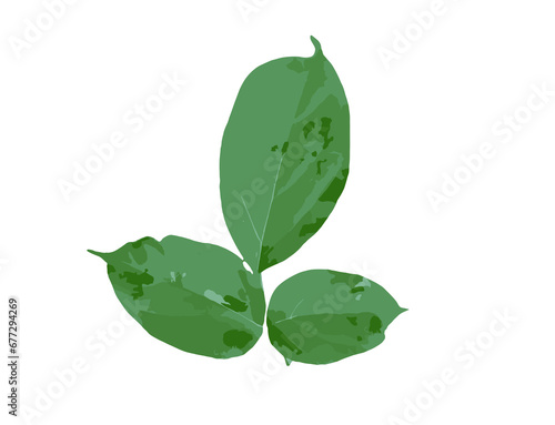 green leaf with water drops isolated
