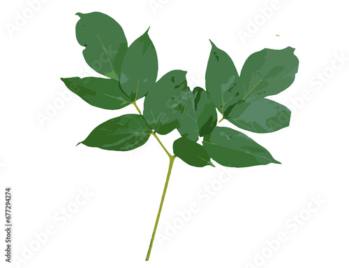 plant isolated on white background