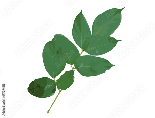 branch of a tree with leaves