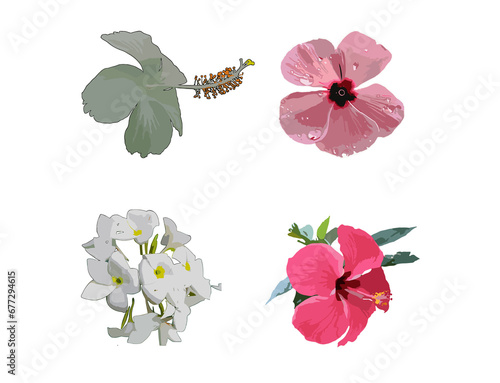 butterfly and flowers