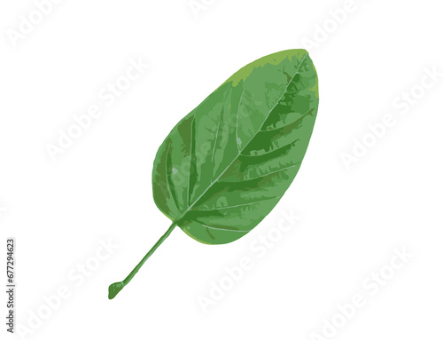 green leaf isolated on white