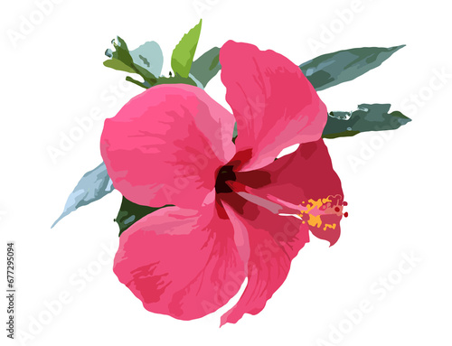 hibiscus flower isolated on white