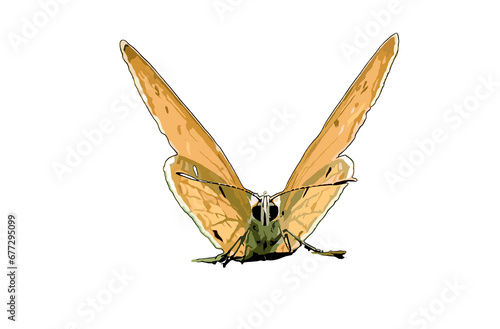 butterfly isolated on white background