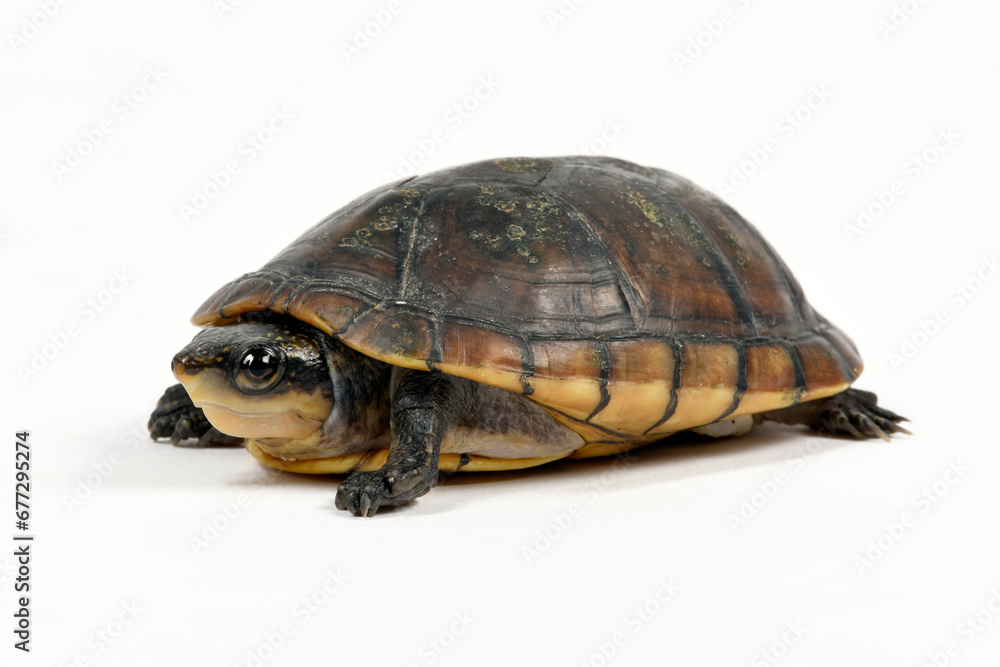 Weißmaul-Klappschildkröte // White-lipped mud turtle (Kinosternon leucostomum) Weißmaul-Klappschildkröte // White-lipped mud turtle (Kinosternon leucostomum)