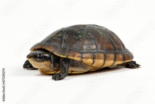 Weißmaul-Klappschildkröte // White-lipped mud turtle (Kinosternon leucostomum) 