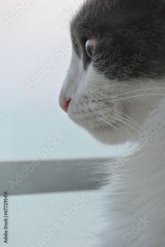 Portrait of a cat