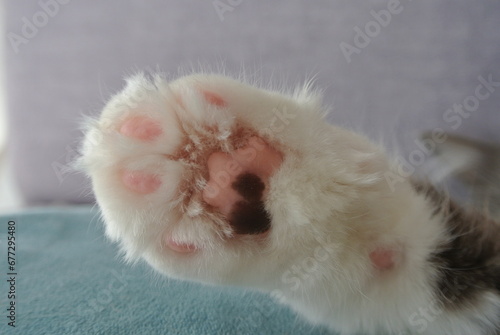Cat's paw