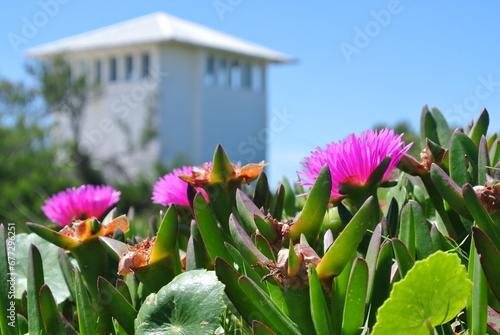Flowers in the garden