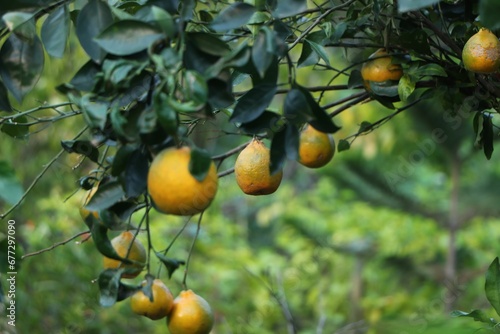 Selective focus of green mandarin oranges on a tree branch with grass blurred background