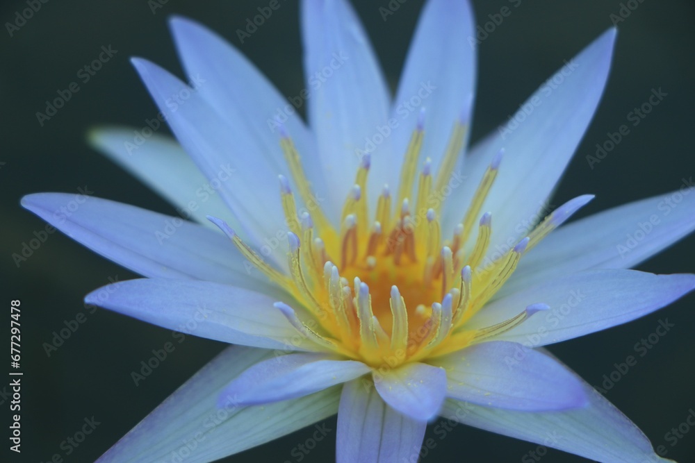 Closeup of a white water lily flower on the water on a blurred background