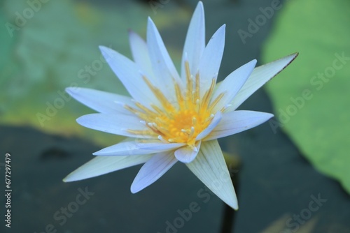 Closeup shot of blooming water lily flowers in the pond