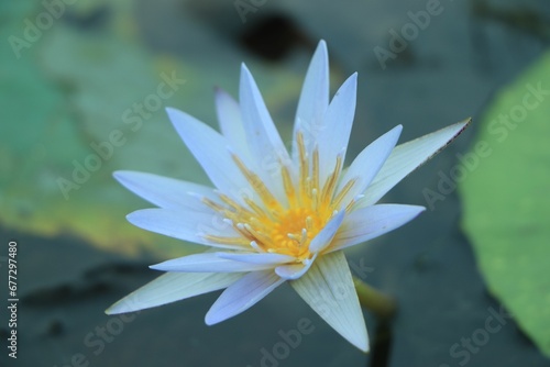 Closeup of a white water lily flower on the water surrounded by green leaves