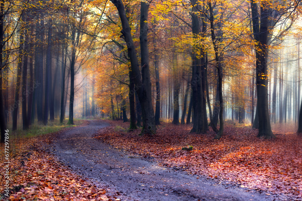 Krajobraz jesienny w lesie, aleja jesienna wśród drzew - obrazy, fototapety, plakaty 