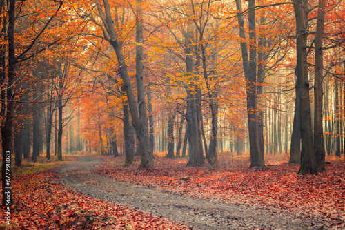 Krajobraz jesienny w lesie  aleja jesienna w  r  d drzew