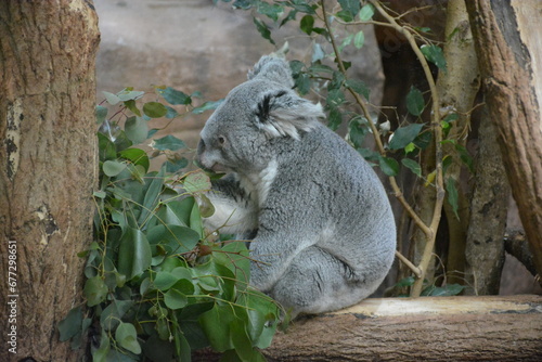 Canvas Print Closeup shot of a cute gray koala on a branch