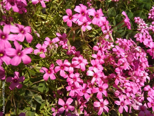 Pink flowers. Background.