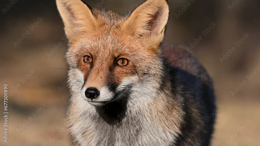 Red fox Vulpes vulpes. Portrait the head red fox on a beautiful background in the wild. The fox looks around. Slow motion. Close up. Red fox Vulpes vulpes. Portrait the head red fox on a beautiful background in the wild. The fox looks around. Slow motion. Close up.