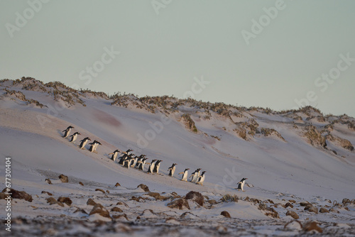 Group of Gentoo Penguins (Pygoscelis papua) descend a sandy bank as they head to the sea at Volunteer Point in the Falkland Islands.