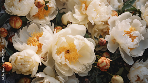 Fototapeta Naklejka Na Ścianę i Meble -  Bouquet of stylish peonies close-up. Beautiful white peony flowers. Close-up of flower blossom petals. Floral wallpaper. Delicate abstract floral pastel background. Generated AI