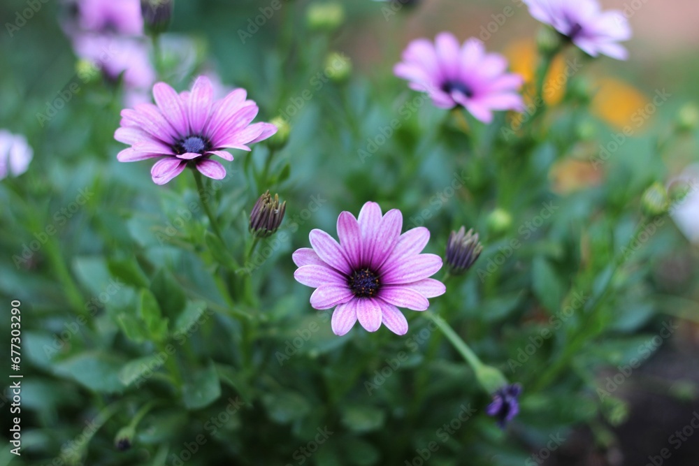 Beautiful view of African daisies in the garden