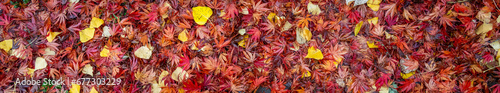 Nature background of warm colored wet fall leaves  maple leaves and cottonwood leaves  in red  orange  and yellow 